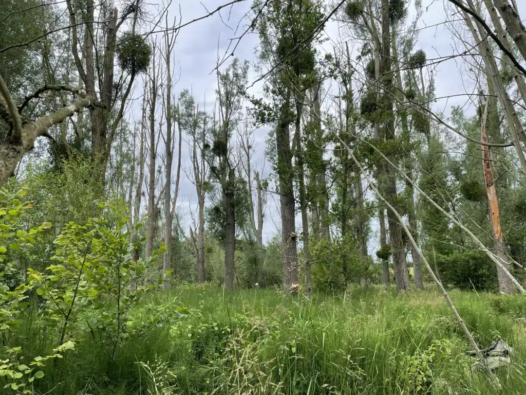Journée d’action trinationale contre la balsamine de l’Himalaya, bassin de la Gueule, photo 2