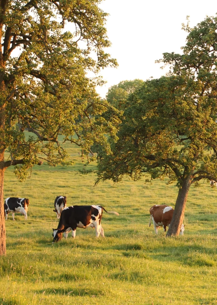 Paysage de bocage du parc des Trois Pays